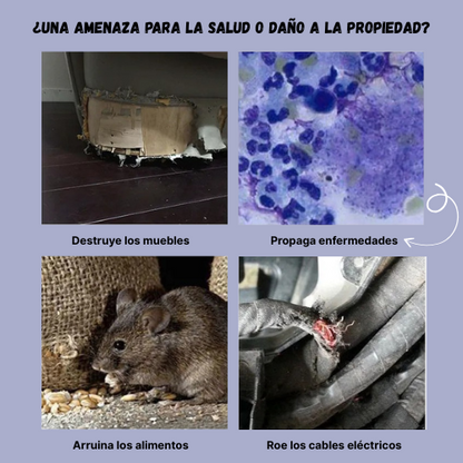 BestSeller™ - Trampa Humanitaria de Jaula para Atrapar Ratas, Ratones y Ardillas Vivas