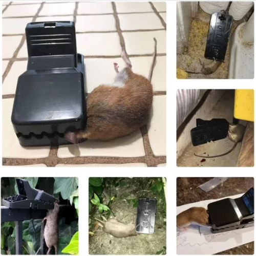 Trampa de presión para ratas – Reforzada y de alta resistencia