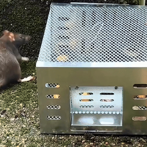 BestSeller™ - Armadilha Humana Em Gaiola Para Ratos, Camundongos E Esquilos Vivos